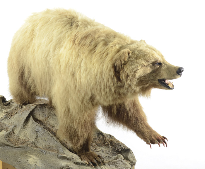 Appraisal: SMALL FEMALE BROWN BEAR TAXIDERMY MOUNT a full mount in