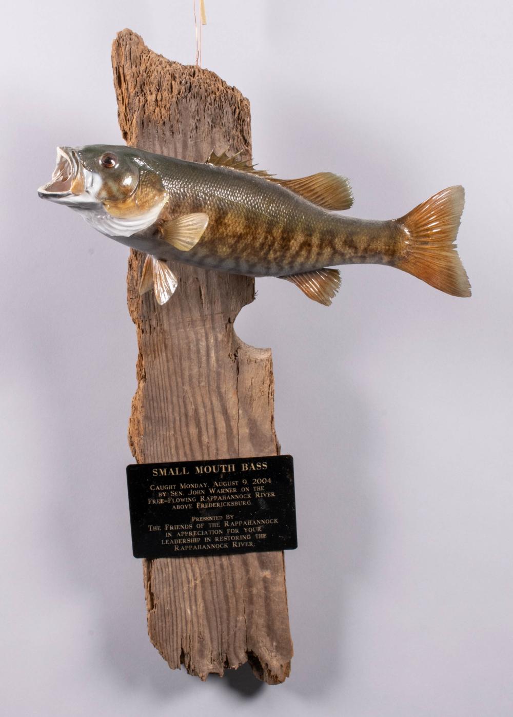 Appraisal: MOUNTED TAXIDERMY FISH CAUGHT BY SENATOR JOHN WARNER mounted on