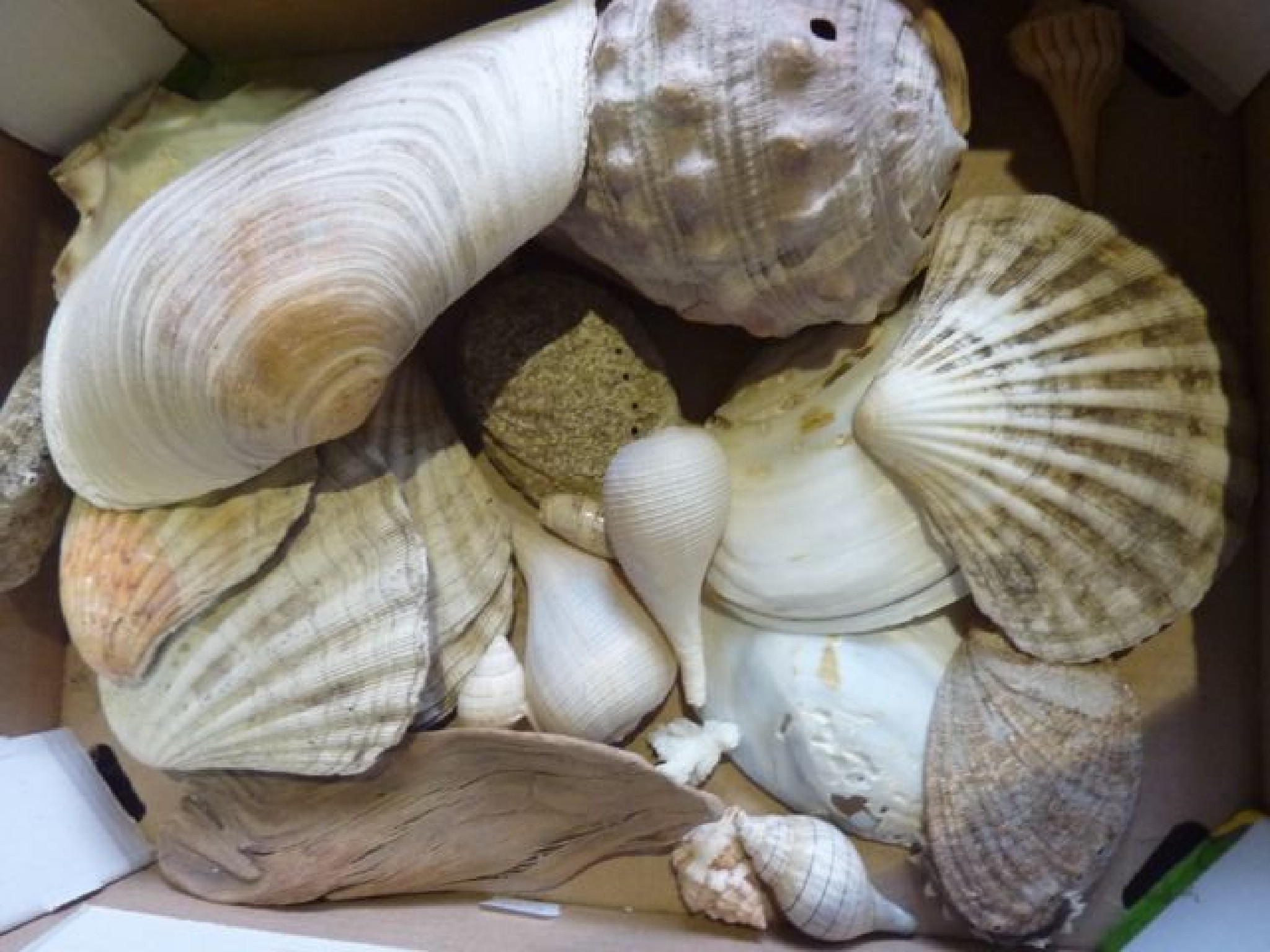 Appraisal: A box containing an assortment of exotic seashells of varying