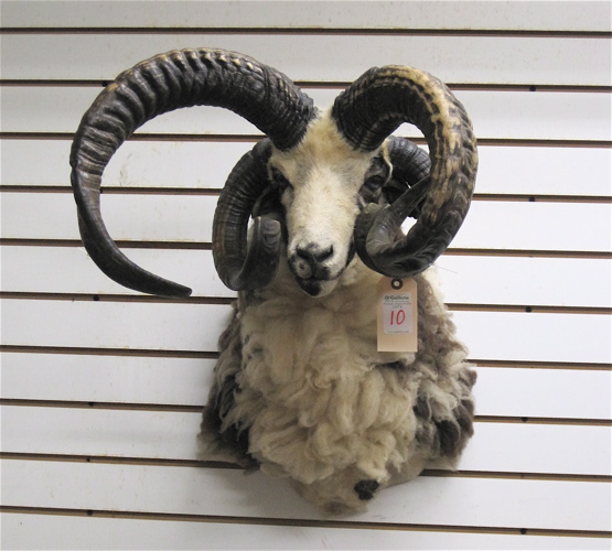 Appraisal: TROPHY FOUR HORNED JACOB SHEEP a ram with two pairs