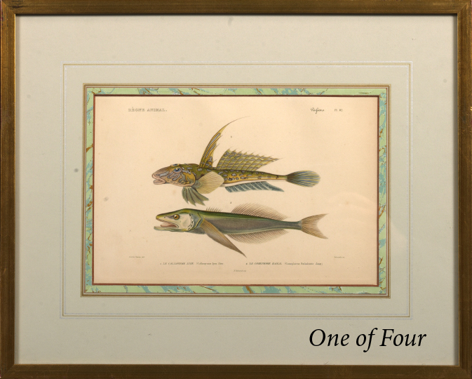 Appraisal: French School Mid- th Century Fish Studies suite of four