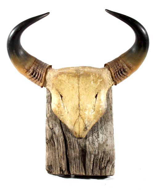 Appraisal: Romanian Buffalo Horn Mount This is a Romanian Buffalo horn