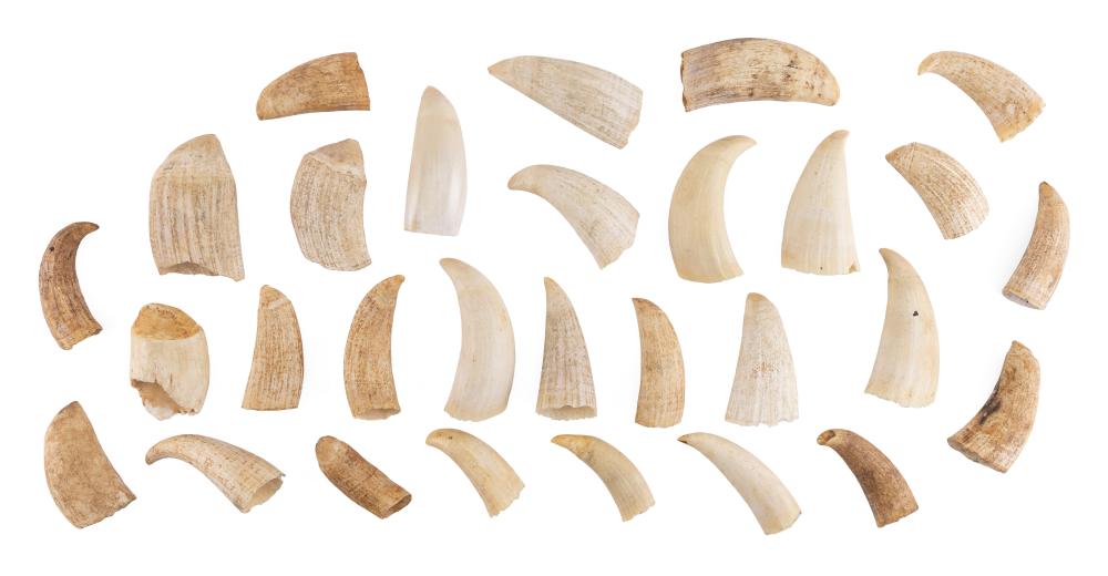 Appraisal: TWENTY-NINE SMALL WHALE'S TEETH LENGTHS FROM APPROX TO TWENTY-NINE SMALL