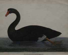 Appraisal: Black Swan of Cape Diemen etching from a drawing by