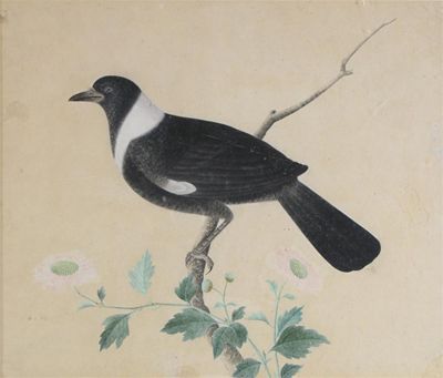 Appraisal: Company School th Century Study of a bird on a