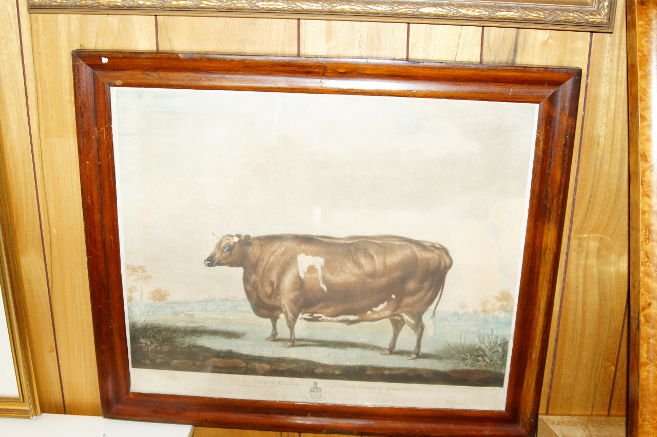 Appraisal: After Thomas Weaver The Unrivalled Lincolnshire Heifer coloured mezzotint by