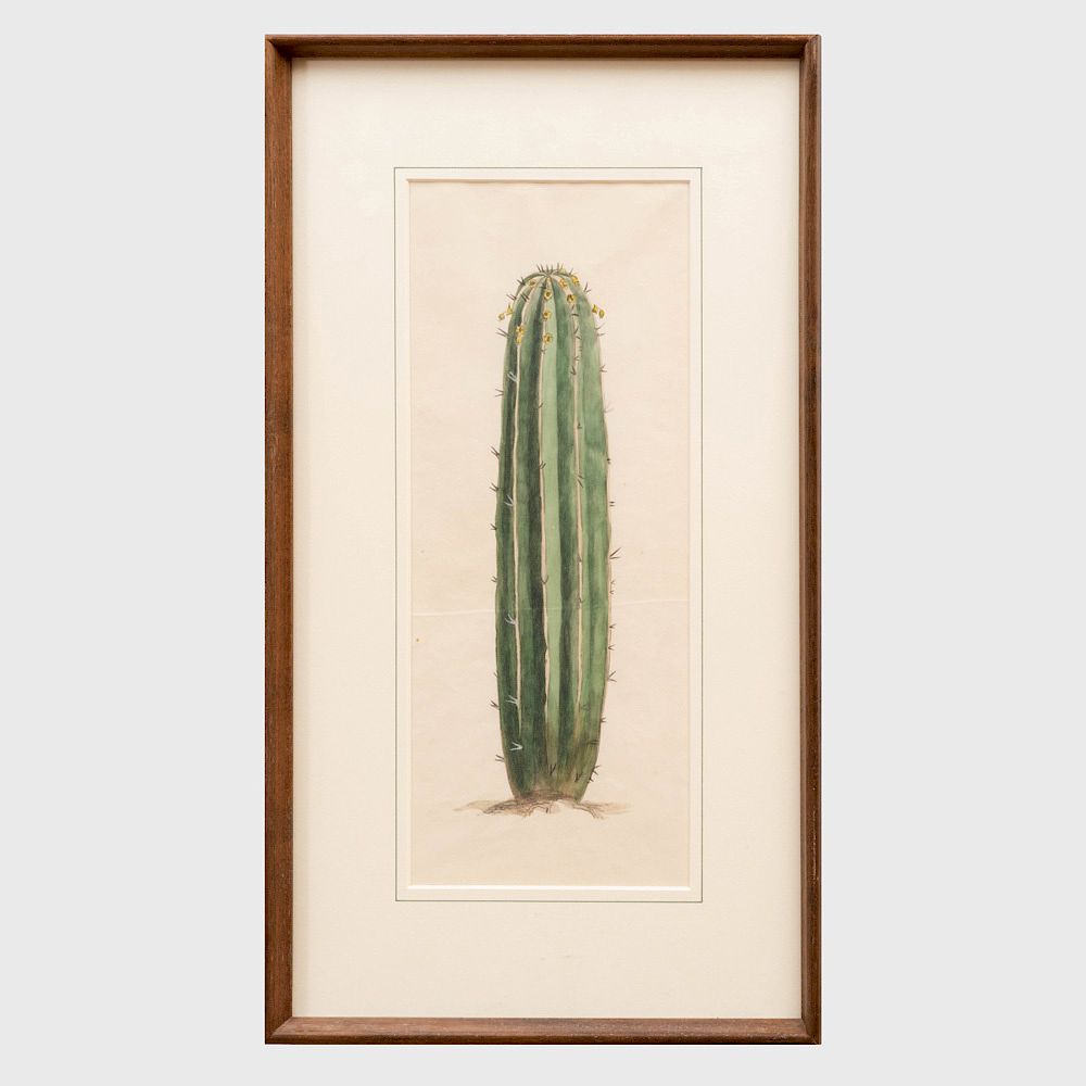 Appraisal: American School Cactus Pencil and watercolor on paper unsigned with