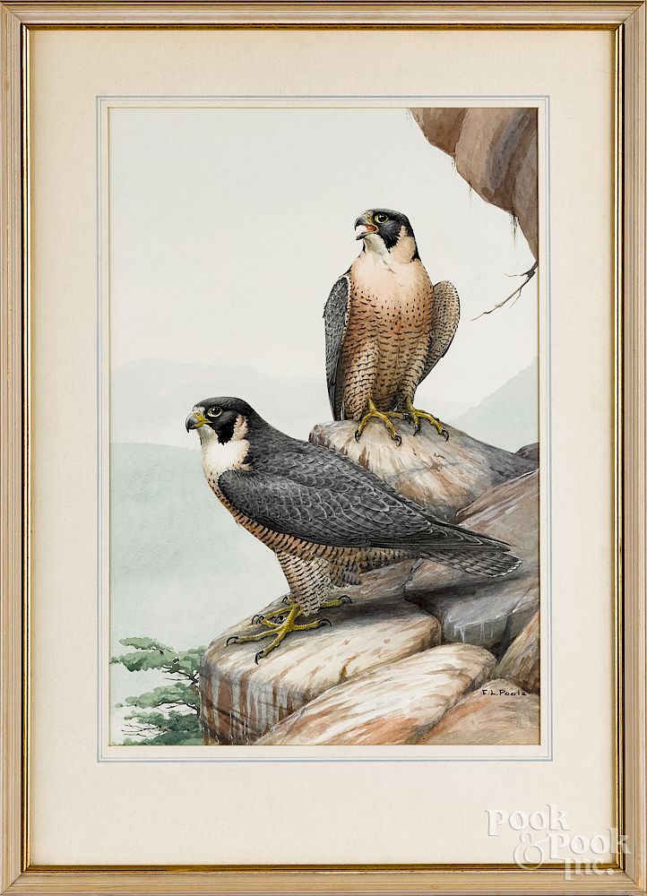 Appraisal: Earl Lincoln Poole watercolor of two raptors Earl Lincoln Poole