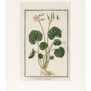 Appraisal: Giorgio Bonelli Italian - Five Hand-Colored Plates from Hortus Romanus