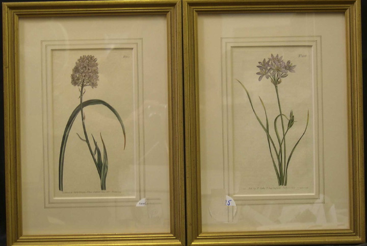 Appraisal: Sydenham Teast Edwards British - Hyacinth and Lily pair of