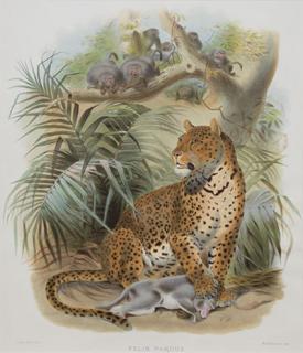 Appraisal: Felis Pardus Felis Bengalensis by Daniel Giraud Elliot Daniel Elliot