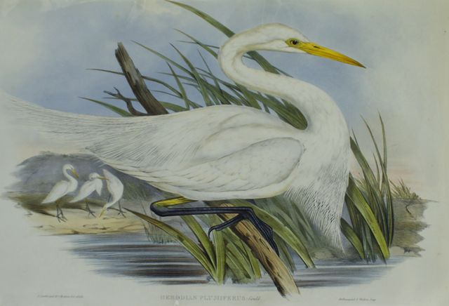 Appraisal: Plumed Egret Herodias Plumiferus