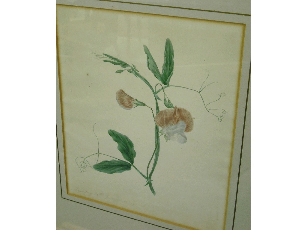 Appraisal: Attributed to Jane Inglis early th century - four botanic