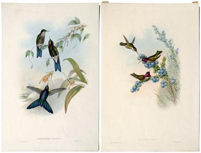 Appraisal: Two Gould hummingbird prints Gould and Richter from The Monograph