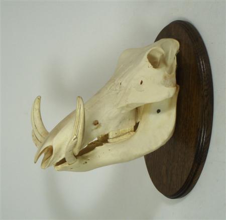 Appraisal: A Warthog skull and tusks circa mounted on a hardwood