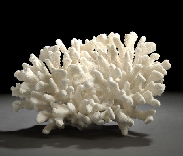 Appraisal: Large Specimen of Hard Branched Coral composed of finely delineated