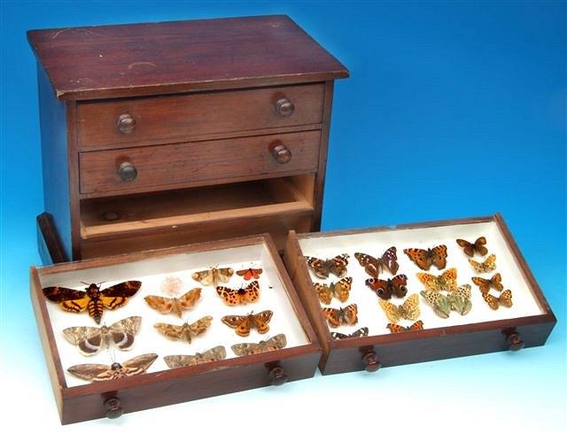 Appraisal: AN OLD STAINED PINE LEPIDOPTERIST CHEST with knob handles and