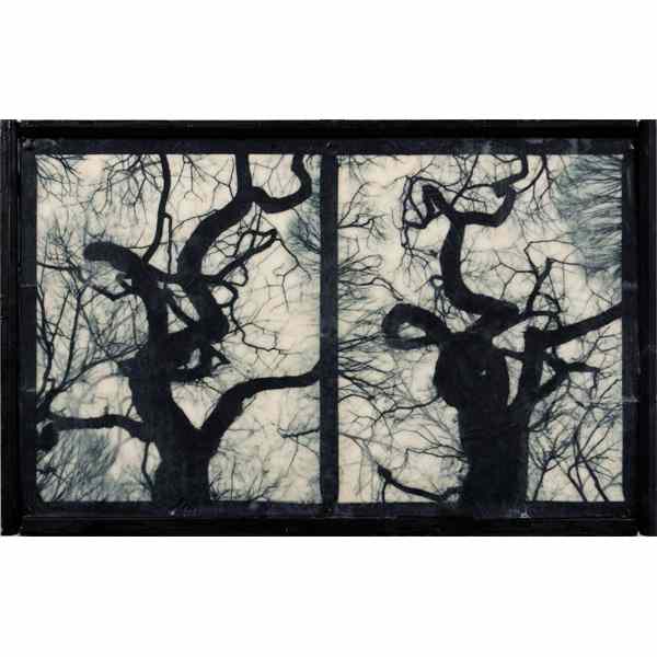 Appraisal: Mike and Doug Starn American b Encaustic Photograph Trees Dated