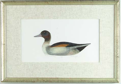 Appraisal: LAWRENCE SNYDER American th Century WARD PINTAIL DECOY Hand watercolor