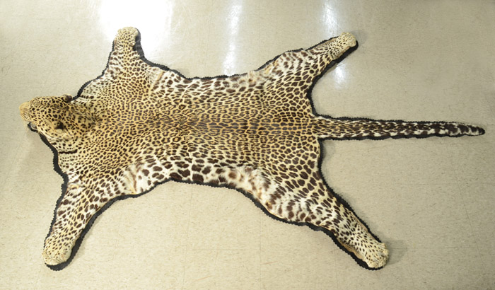 Appraisal: AFRICAN LEOPARD SKIN FLOOR RUG WITH HISTORIC PHOTOGRAPH taken by