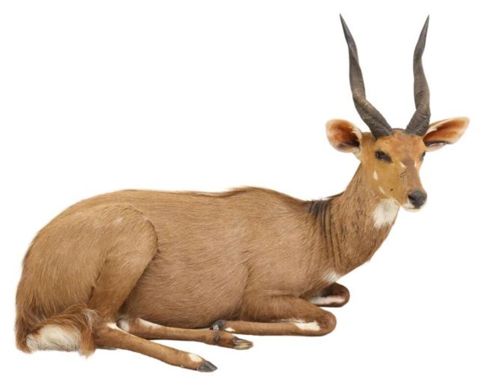 Appraisal: Taxidermy full body Bushbuck laying down approx h w d