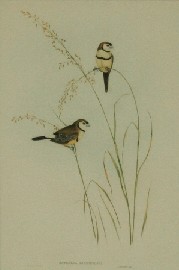 Appraisal: John Gould - Bicheno's Finch - hand coloured lithograph inscribed