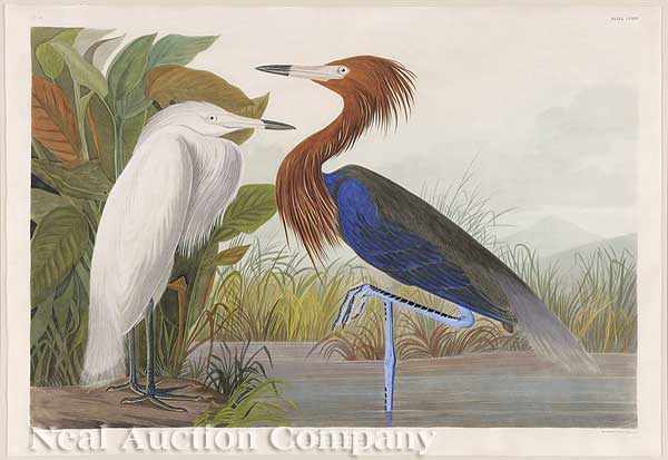 Appraisal: John James Audubon American - Purple Heron Plate CCLVI from