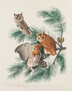 Appraisal: AUDUBON John James Little Screech Owl Plate XCVII Strix Asio