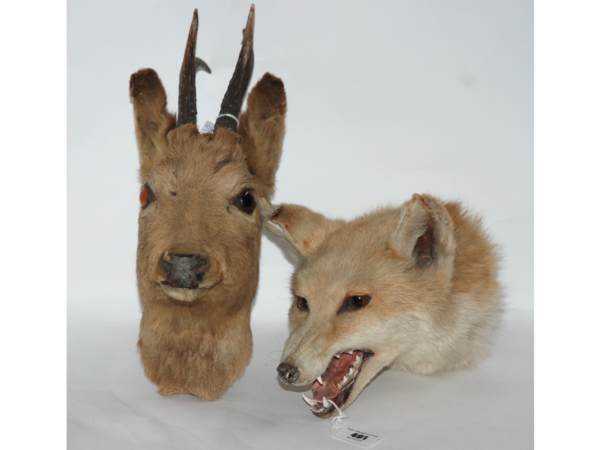 Appraisal: A stuffed and mounted taxidermy fox's head and another of