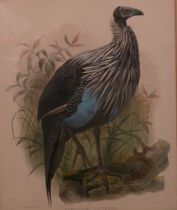 Appraisal: Vulturine Guinea Fowl Hand colored lithograph depicts the bird among