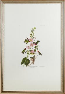 Appraisal: John James Audubon - Columbian Hummingbird No Plate Amsterdam edition