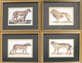 Appraisal: Prints of African and Asian Large Cats th century set