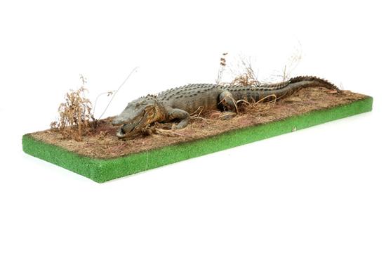 Appraisal: ALLIGATOR FULL BODY TAXIDERMY MOUNT On a grassy base ''l