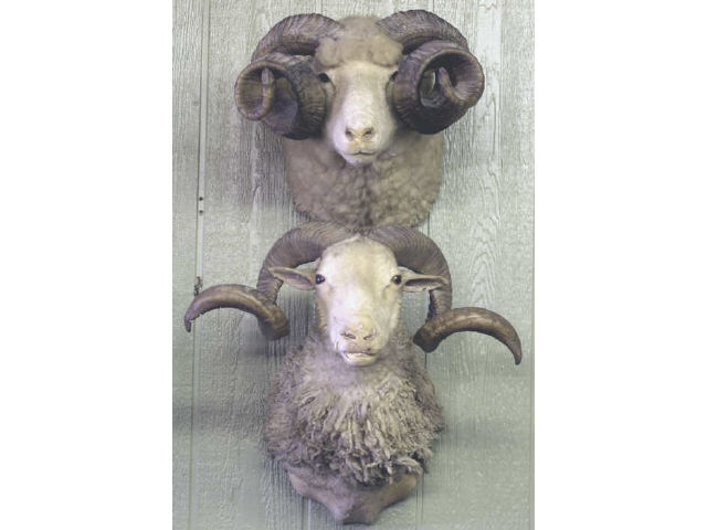 Appraisal: Pair of Ferrell rams Estimate -