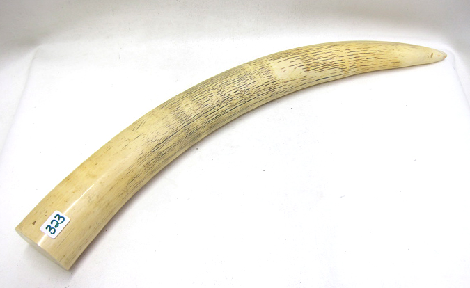 Appraisal: ELEPHANT UNCARVED IVORY TUSK with clean cut end and measuring