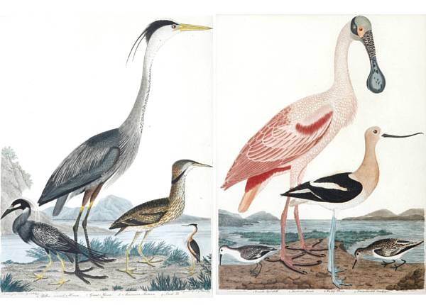 Appraisal: Various Artists including After Alexander Wilson Studies of Birds Engravings