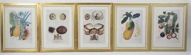 Appraisal: A set of five botanical prints after the th Century