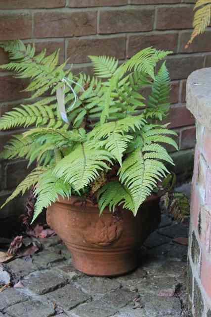 Appraisal: A GROUP OF FIVE VARIOUS WHICHFORD POTTERY TERRACOTTA PLANT POTS