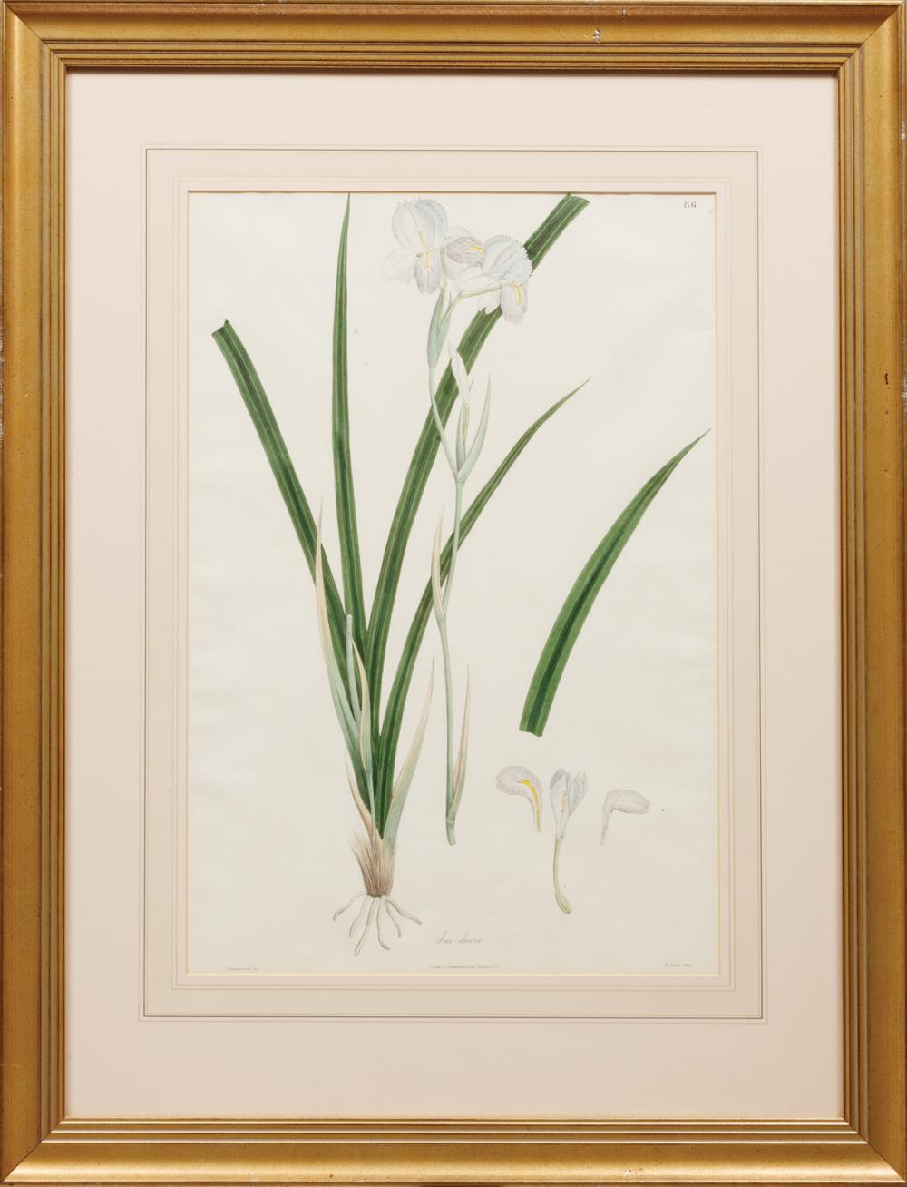 Appraisal: Massimo Maxim Gauci Maltese - Iris Decora and Eria Paniculata