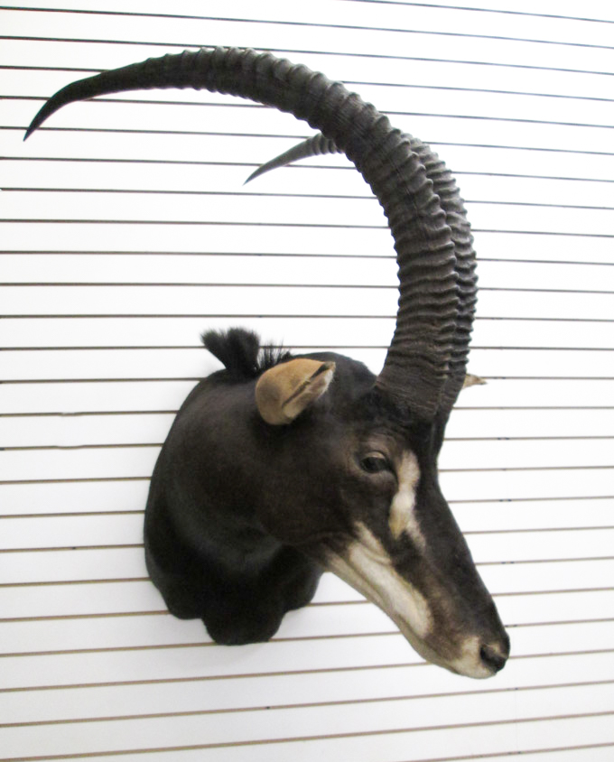 Appraisal: AFRICAN TAXIDERMY MOUNT Sable Antelope head shoulder trophy mount with