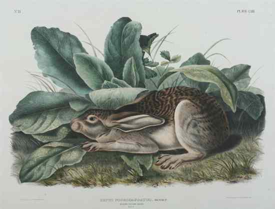 Appraisal: AFTER JOHN JAMES AUDUBON American - BLACK-TAILED HARE plate LXIII