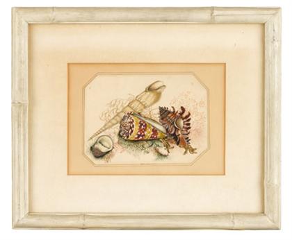 Appraisal: English School th century a shell study Unsigned watercolor on