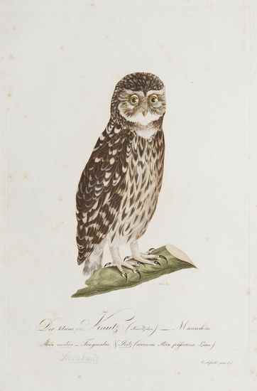 Appraisal: Susemihl Johann Conrad bird plates from Teutsche Ornithologie oder Naturgeschichte