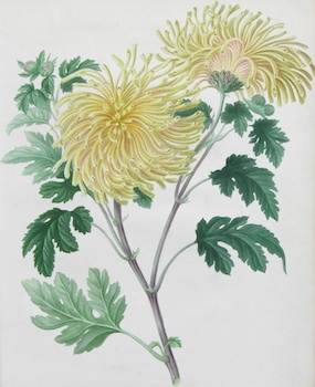 Appraisal: William Hooker British th Century The Quilled-flamed yellow Chrysanthemum Engraving