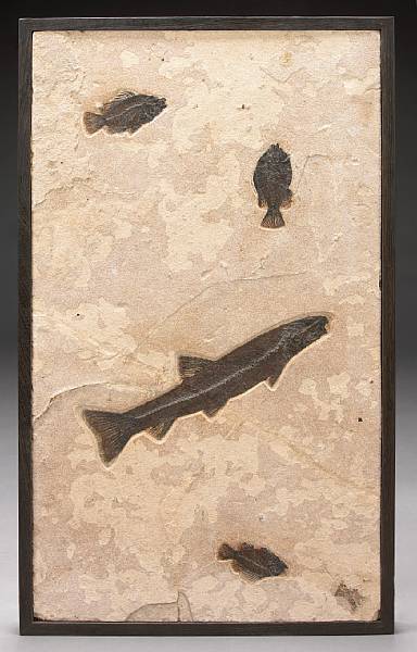 Appraisal: Fossil Fish Mural Notogoneus osculus Priscacara liops Eocene Green River