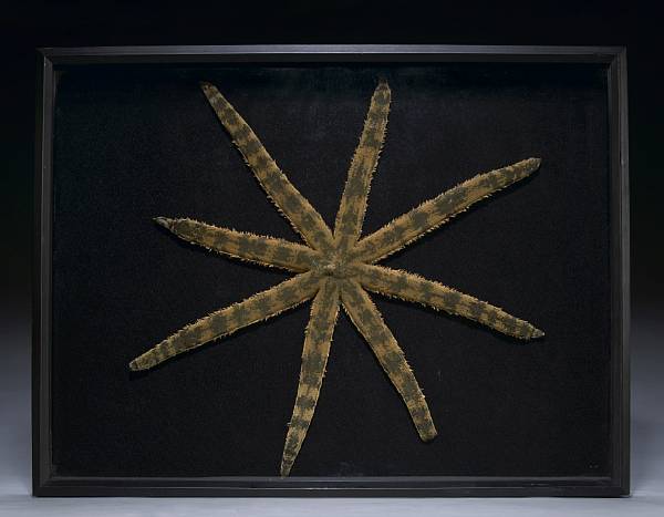 Appraisal: Giant Sun Starfish Framed Luidia maculata Philippines The large seven-armed