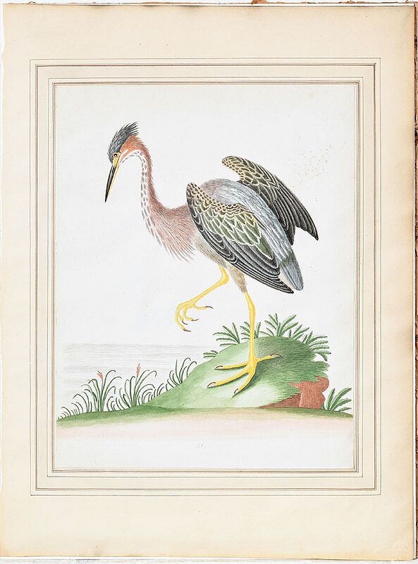 Appraisal: Rare John Abbot Watercolor British Georgia - Indian Hen Green