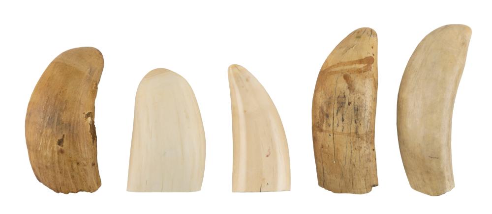 Appraisal: FIVE WHALE'S TEETH TH CENTURY LENGTHS FROM TO FIVE WHALE'S