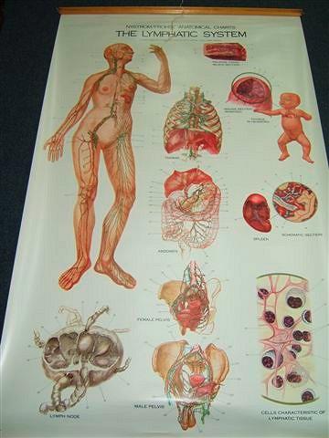 Appraisal: NYSTROM FROHSE ANATOMICAL CHARTS three colour-printed lecture roll-up charts illustrating