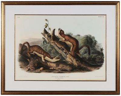 Appraisal: After John James Audubon New York - Bridled Weasel Plate